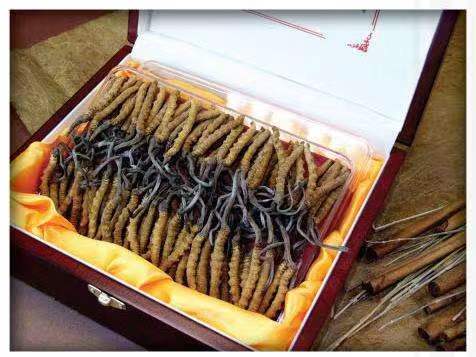 石家庄冬虫夏草回收